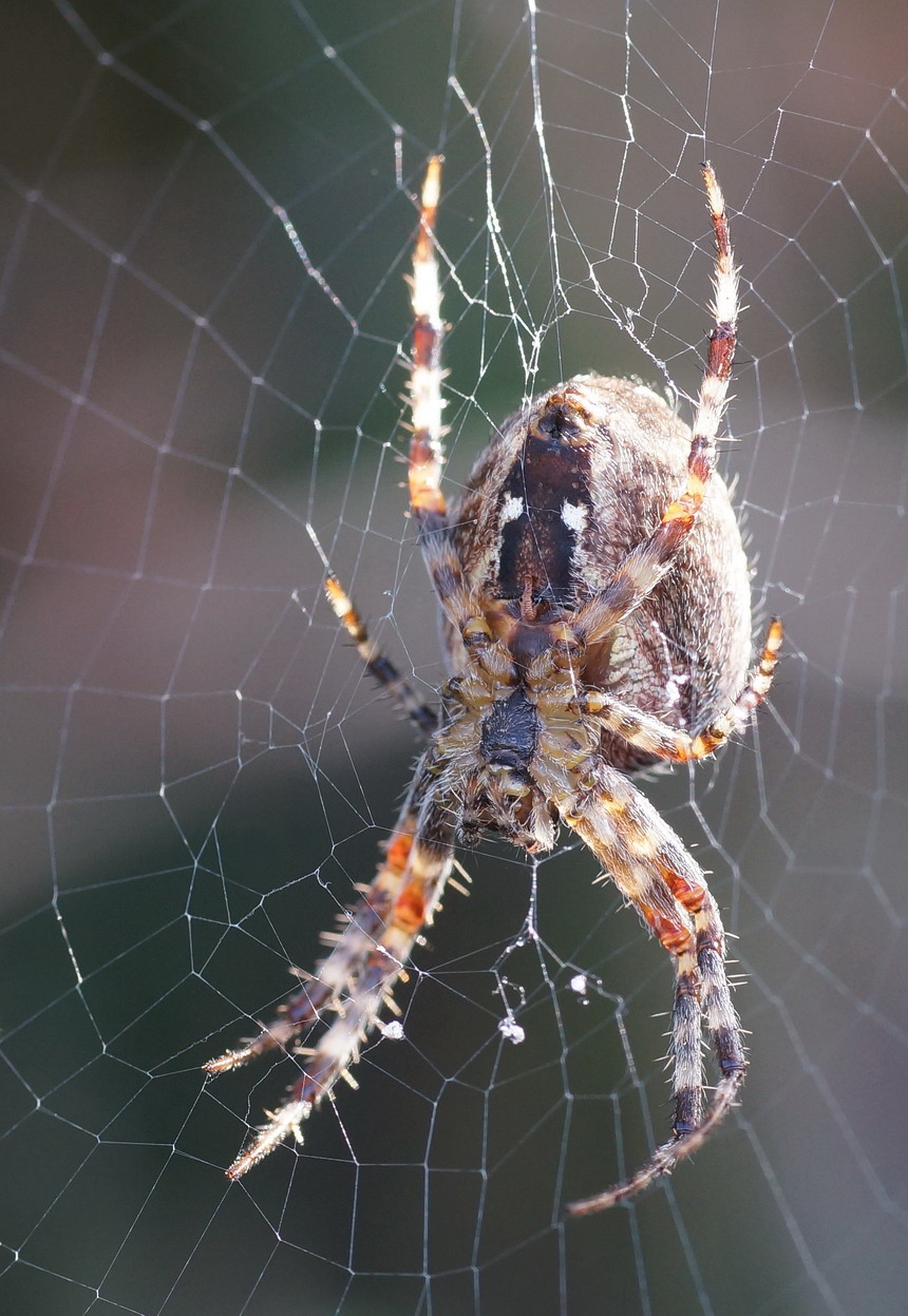 Araneus diadematus - San Giovanni Rotondo (FG)